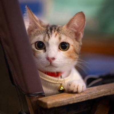 Stopwatch and water bottle on a white bench